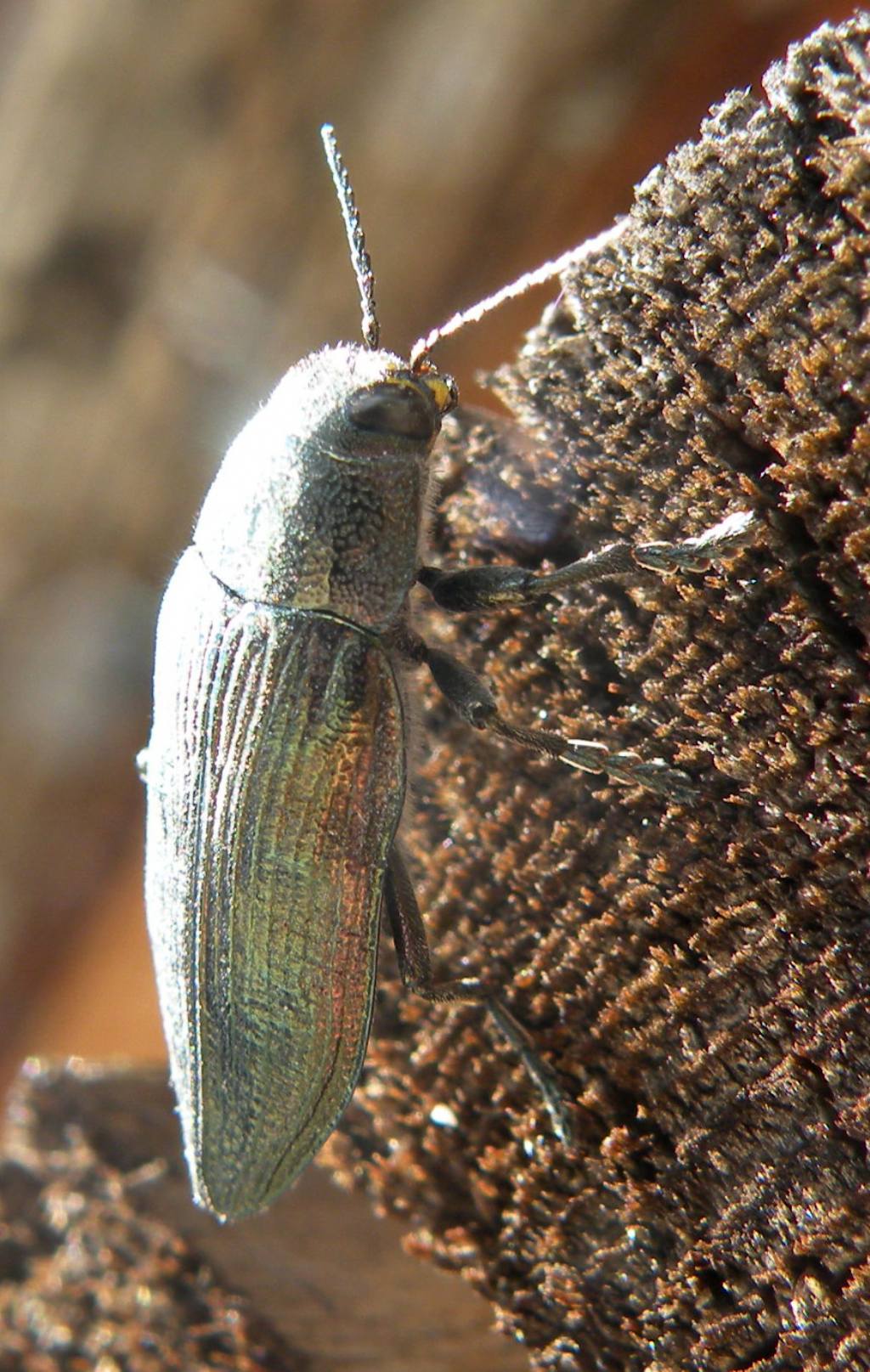 Grosso Buprestidae - Buprestis rustica ssp. rustica (cfr.)